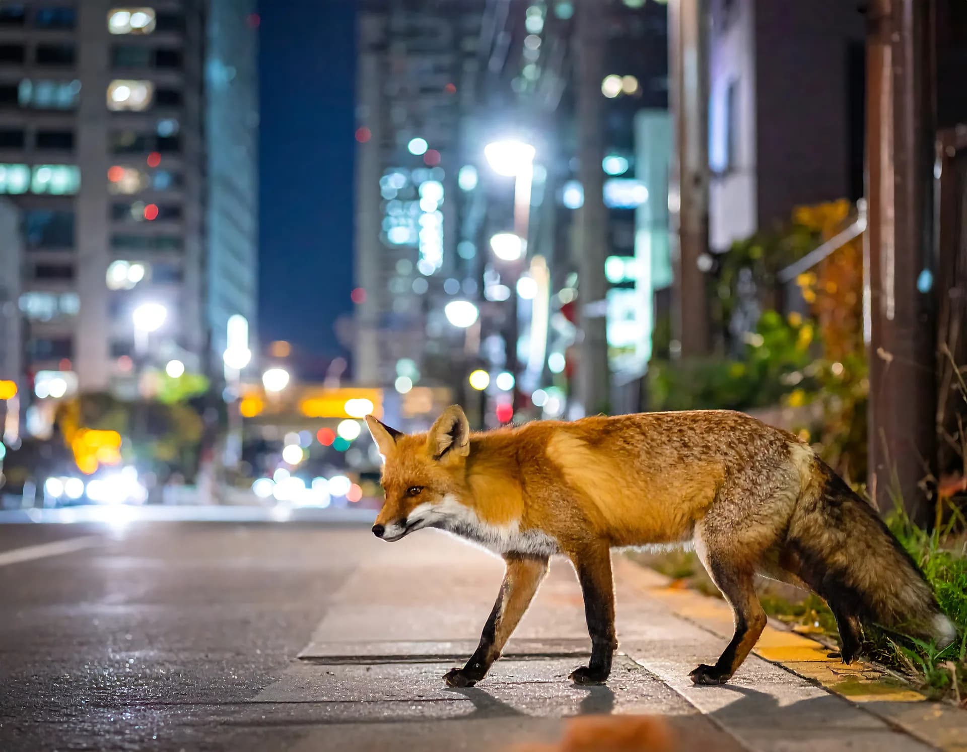 A fox navigating the city at night — the Swift Growth mascot